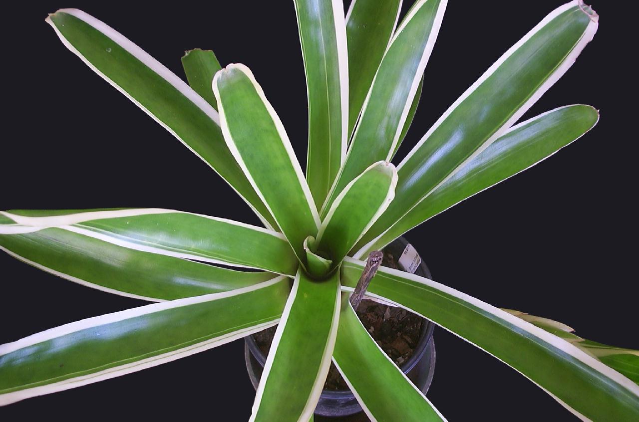 Bromeliad Bossa Nova