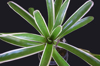 Bromeliad Bossa Nova