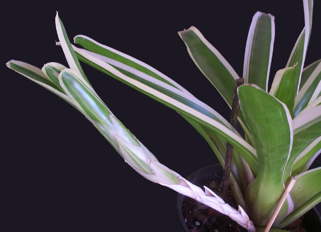 Bromeliad Bossa Nova - Ladybird Nursery