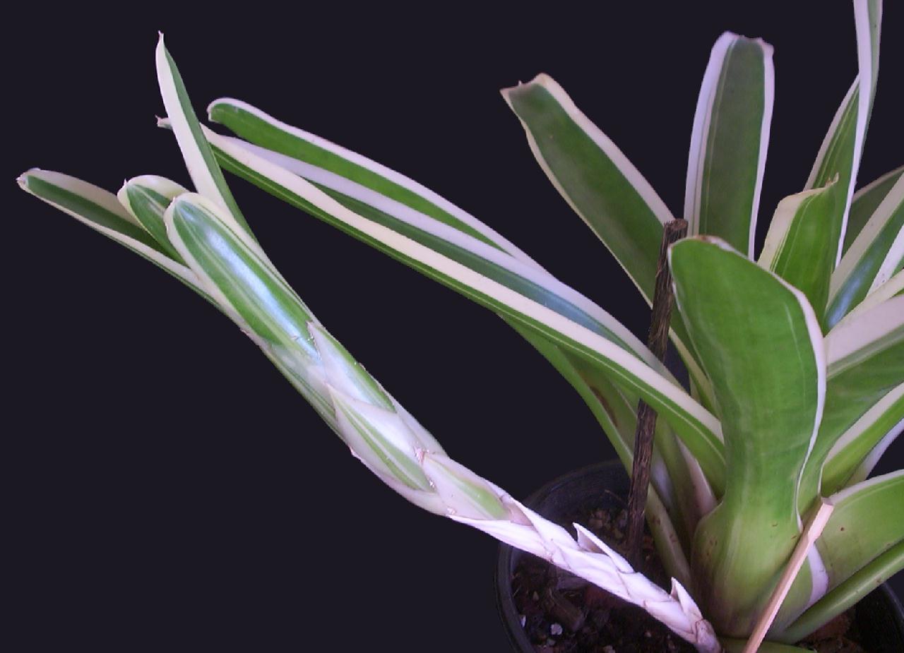 Bromeliad Bossa Nova - Ladybird Nursery
