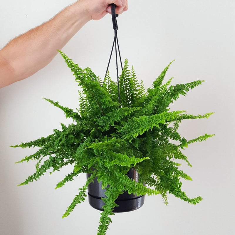 Boston Fern Fluffy Ruffles (Nephrolepis exaltata)