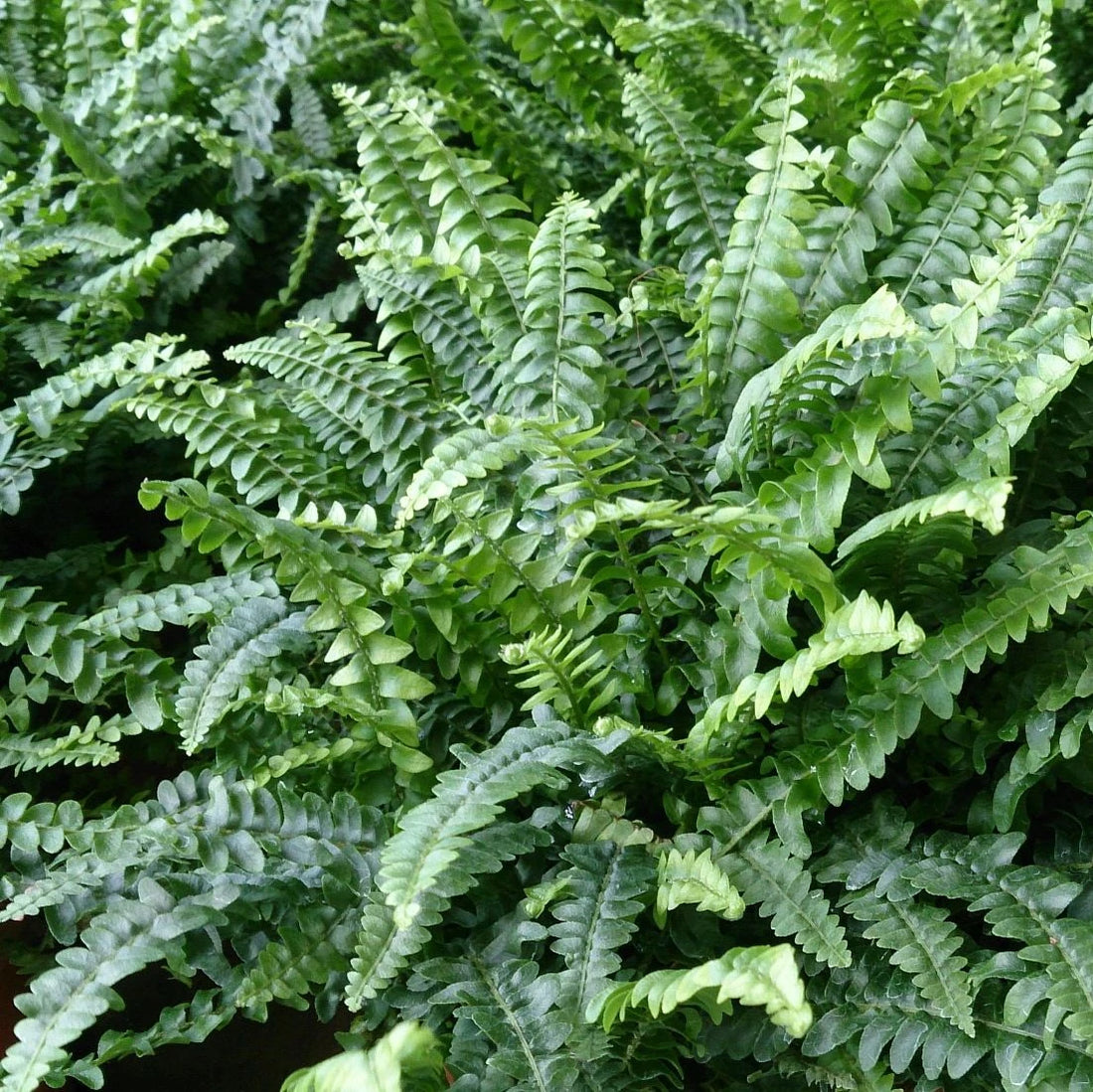 Boston Fern (Nephrolepis exaltata)