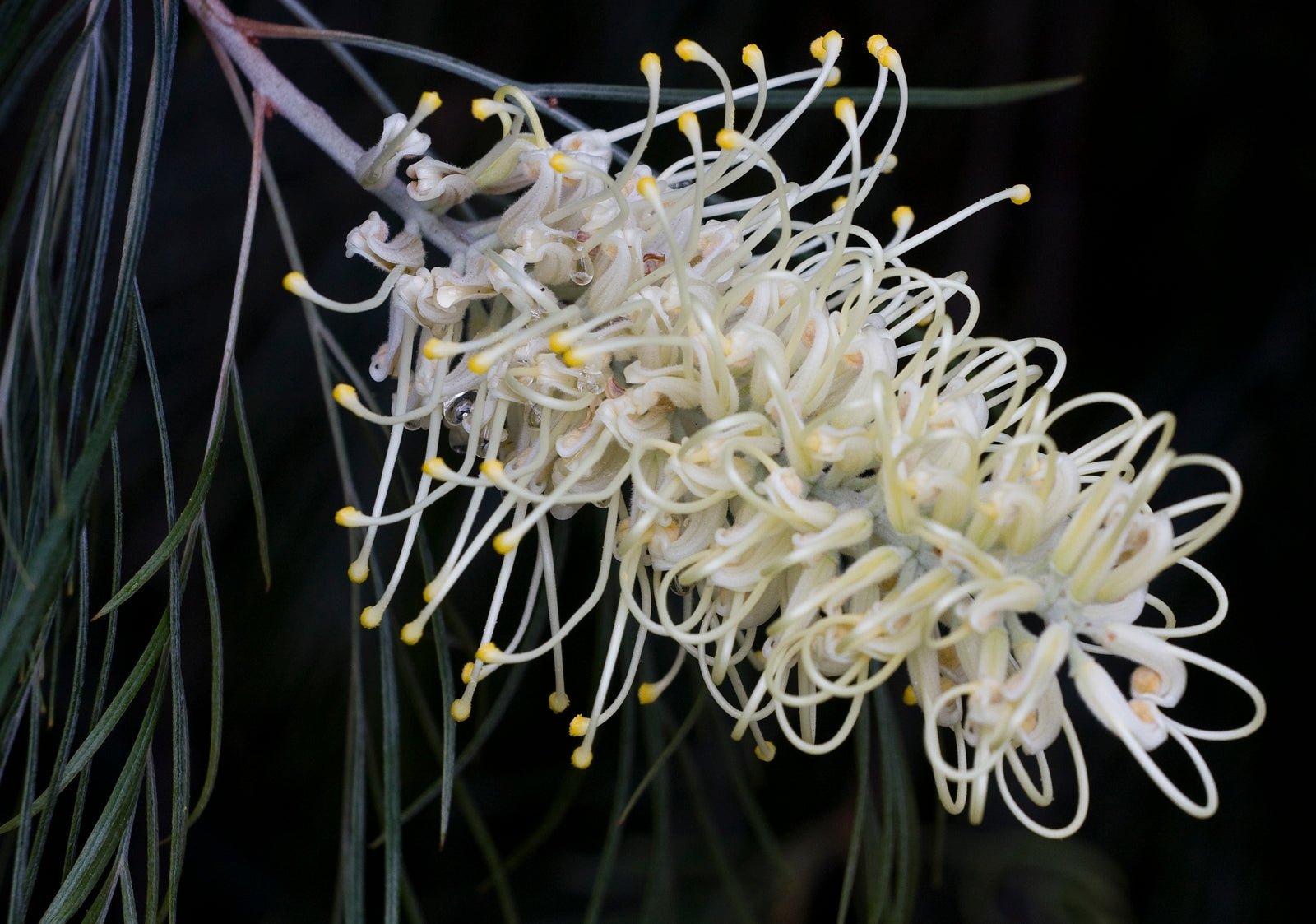 Grevillea 'Ivory Whip' - Ladybird Nursery