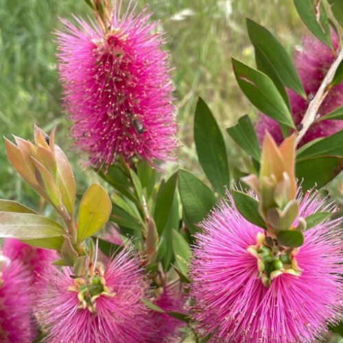 Callistemon Purple Cloud 140mm (Bottlebrush) - Ladybird Nursery