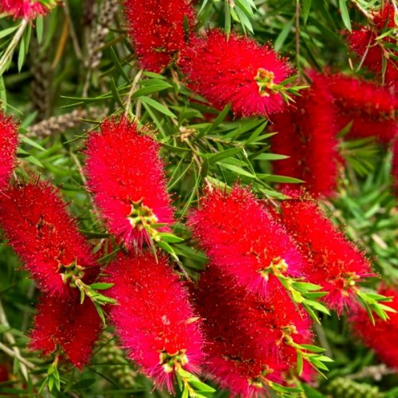 Bottle Brush (Callistemon)