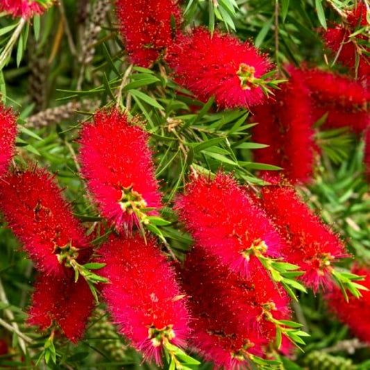 Bottle Brush (Callistemon)