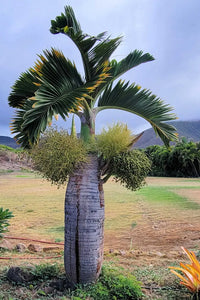 Bottle Palm (Hyophorbe lagenicaulis) (Pickup Only)