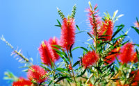 Weeping Bottlebrush Wildfire (Callistemon viminalis)