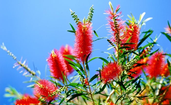 Weeping Bottlebrush Wildfire (Callistemon viminalis) - Ladybird Nursery