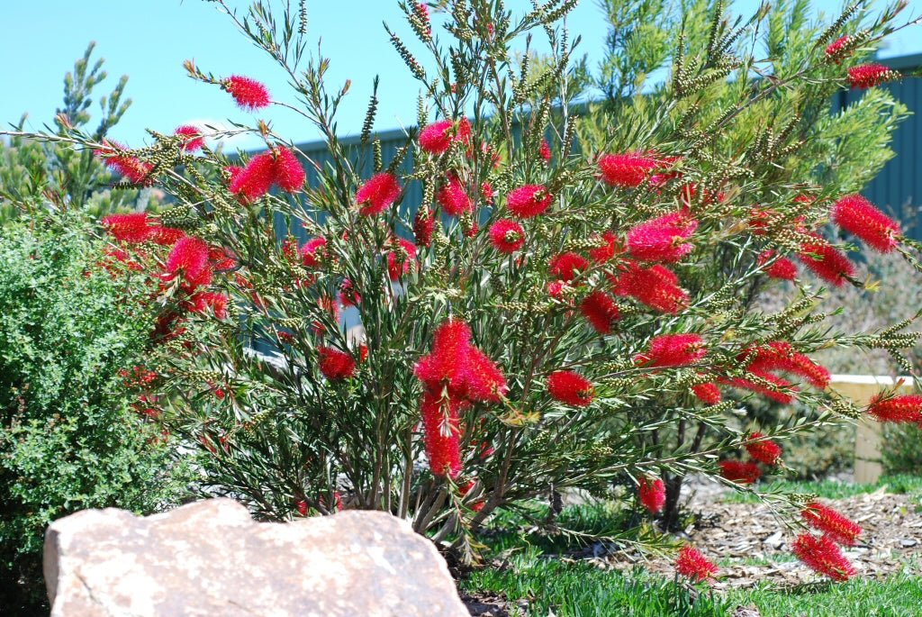 Bottlebrush 'Cherry Time' (Callistemon) - Large - Ladybird Nursery