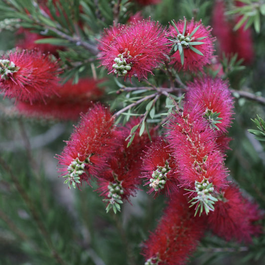 Bottlebrush 'Cherry Time' (Callistemon) - Large - Ladybird Nursery