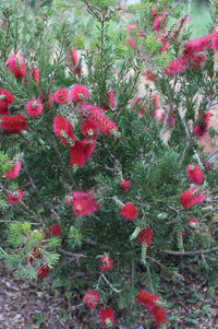 Bottlebrush 'Cherry Time' (Callistemon) - Large - Ladybird Nursery