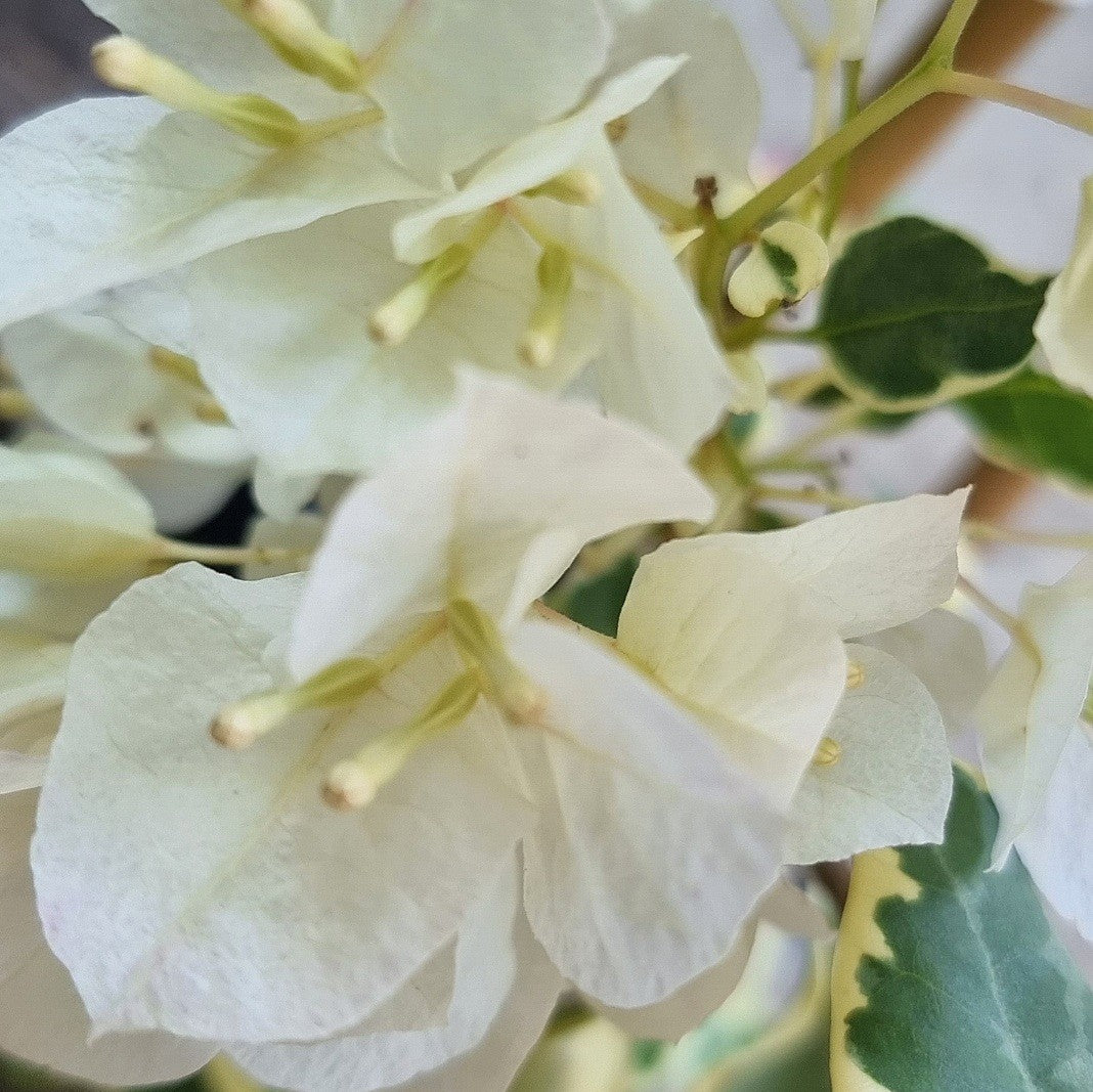 Arora Bougainvillea (Bougainvillea Bambino™)