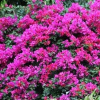 Bougainvillea Mrs H.C. Buck (Bougainvillea glabra) - Ladybird Nursery