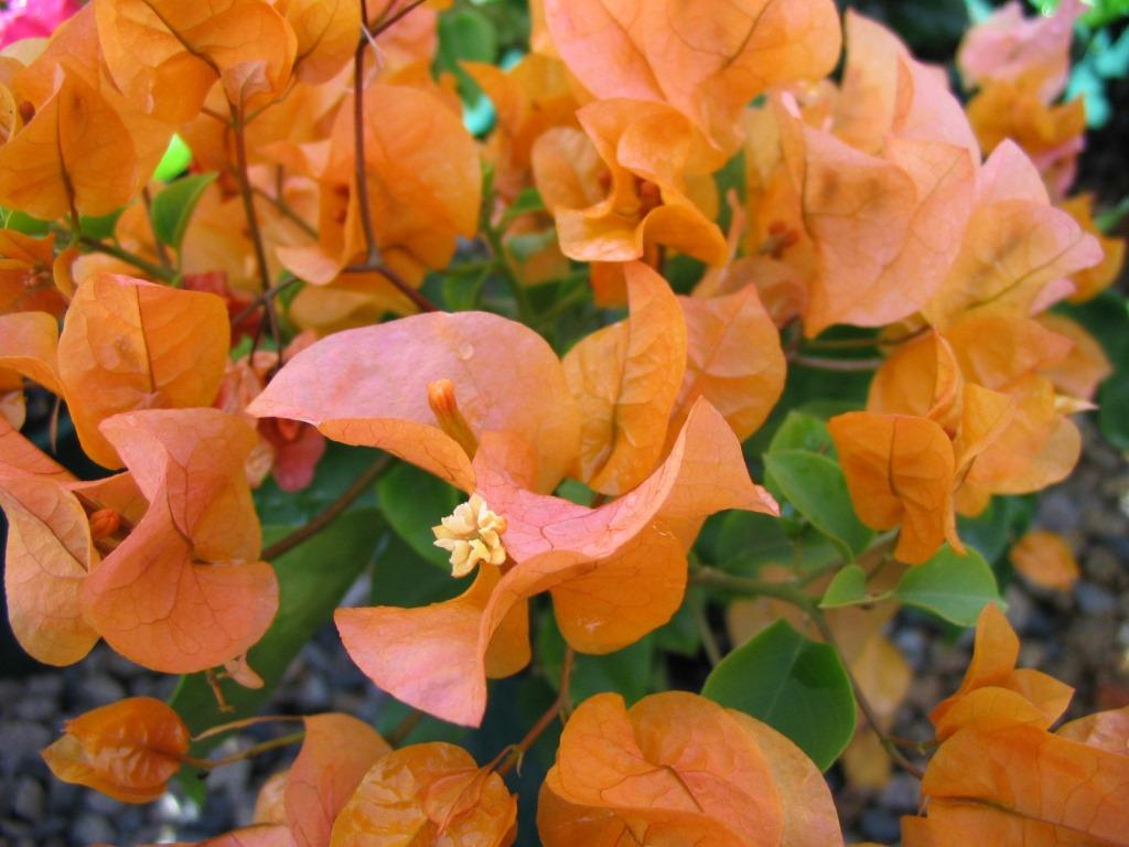 Bougainvillea Hawaiian Gold (Bougainvillea glabra) - Ladybird Nursery