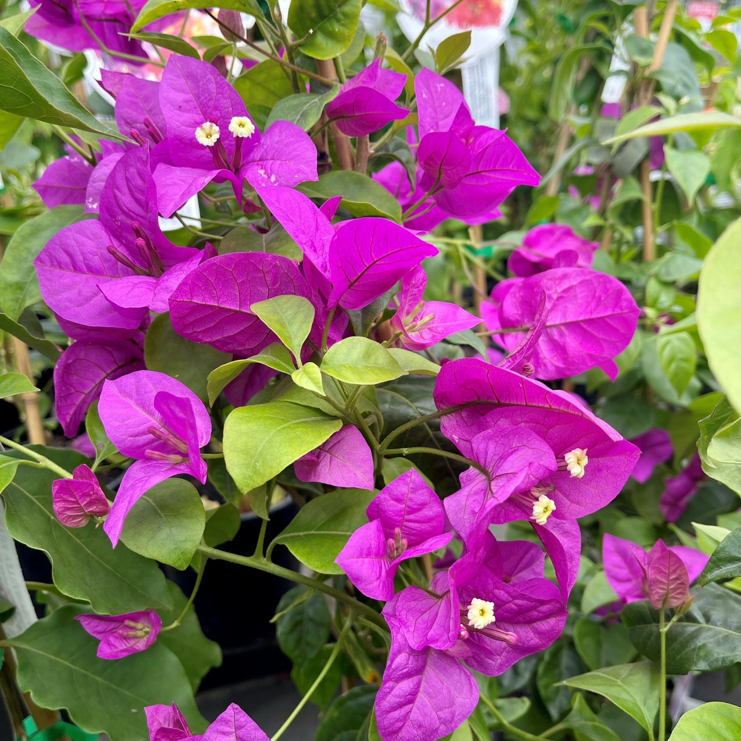 Bougainvillea Magnifica traillii (Bougainvillea glabra)