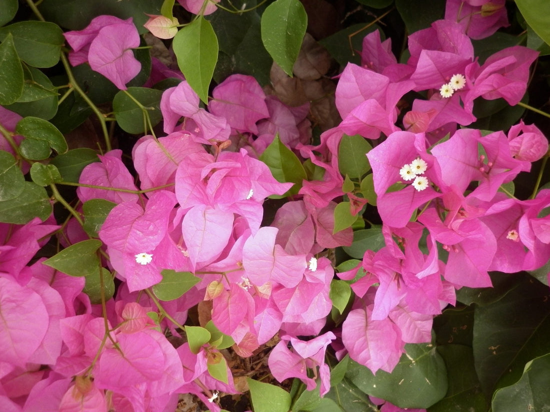 Bougainvillea Lolita (Bougainvillea glabra) - Ladybird Nursery