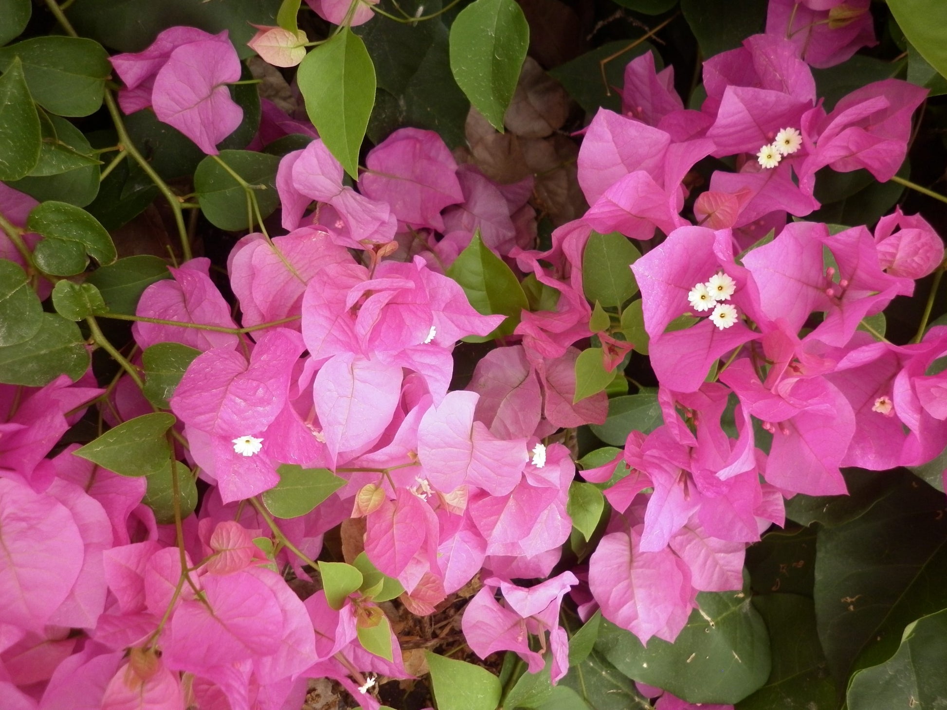 Bougainvillea Lolita (Bougainvillea glabra)