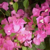 Bougainvillea Mrs H.C. Buck (Bougainvillea glabra)