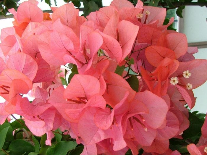 Bougainvillea Miss Manila (Bougainvillea glabra)