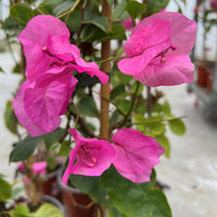 Bougainvillea Mrs H.C. Buck (Bougainvillea glabra)