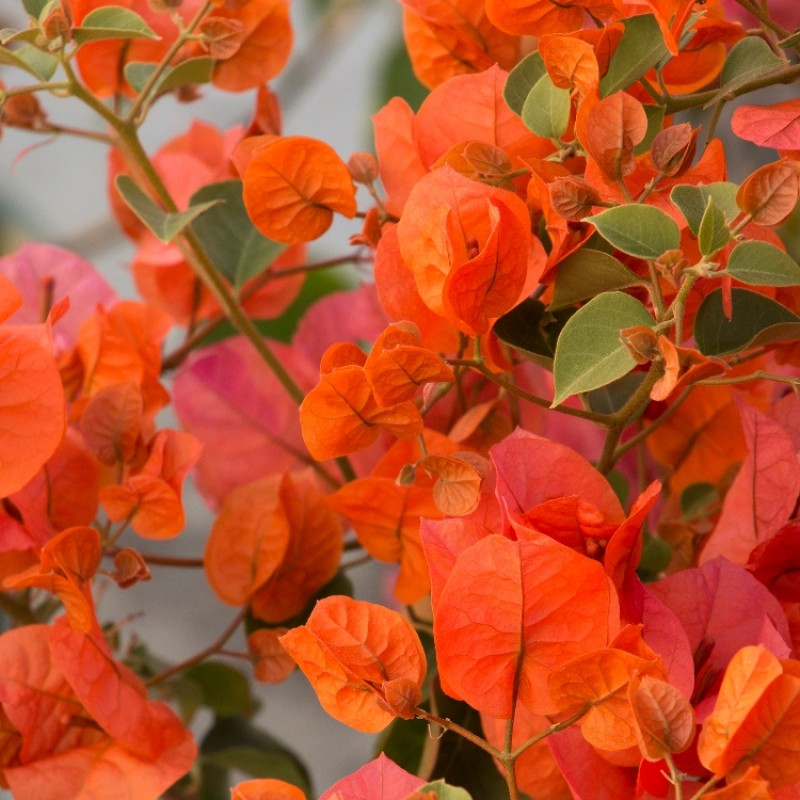 Bougainvillea Fire Opal (Bougainvillea glabra)