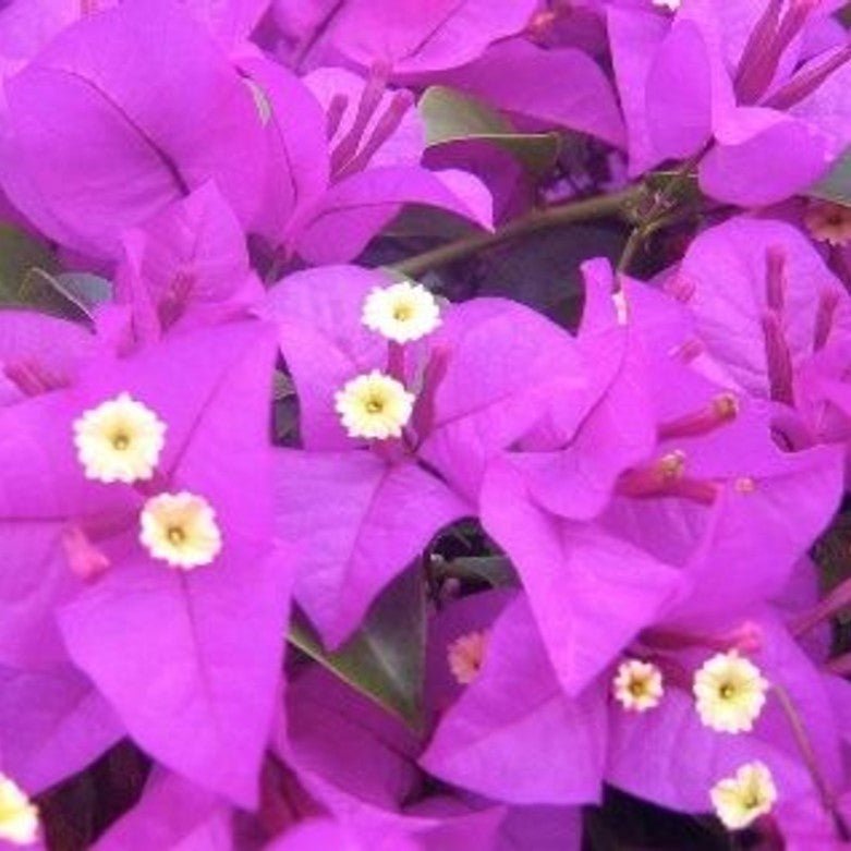 Bougainvillea Red Dragon™ Pretty Purple (Bougainvillea Red) - Ladybird Nursery