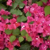 Bougainvillea Mahatma Ghandi (Bougainvillea glabra) - Ladybird Nursery