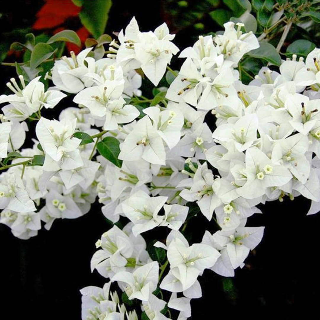 Bougainvillea Jamaican White (Bougainvillea glabra) - Ladybird Nursery