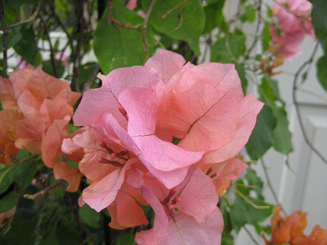 Bougainvillea Miss Manila (Bougainvillea glabra) - Ladybird Nursery