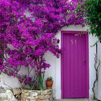 Zulu Bougainvillea (Bougainvillea Bambino™) - Ladybird Nursery