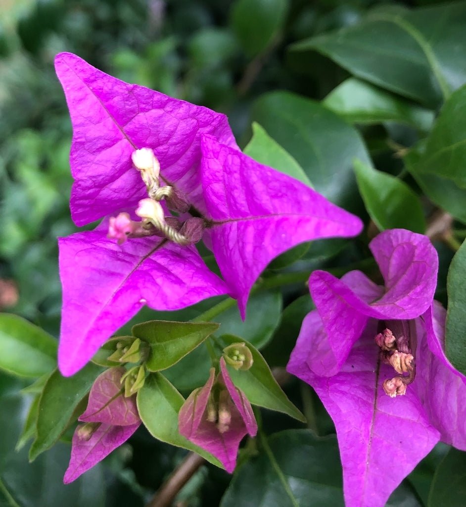 Bougainvillea Texas Dawn (Bougainvillea glabra) - Ladybird Nursery