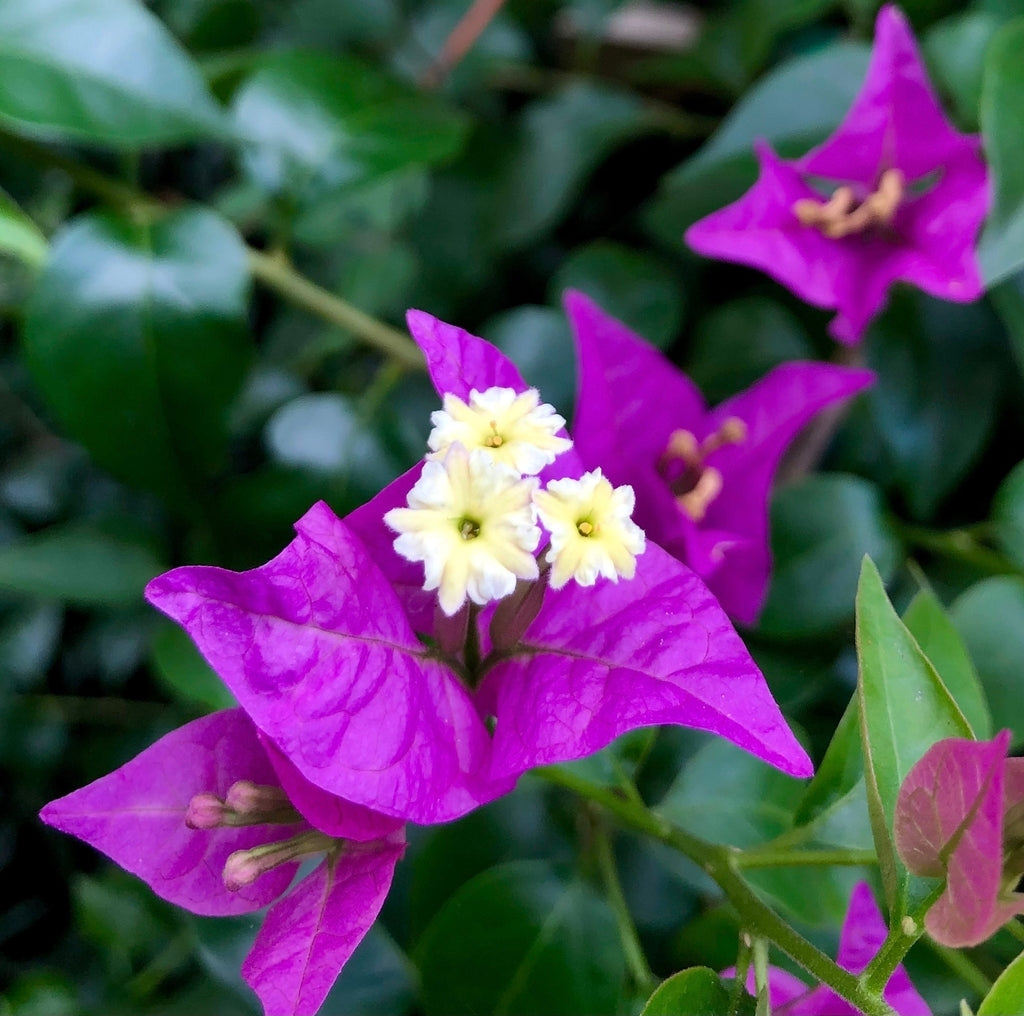 Bougainvillea Purple Cascade (Bougainvillea glabra)