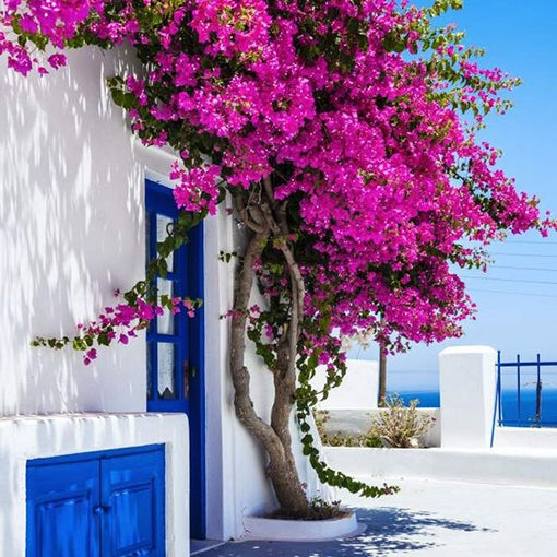 Zuki Bougainvillea (Bougainvillea Bambino™)