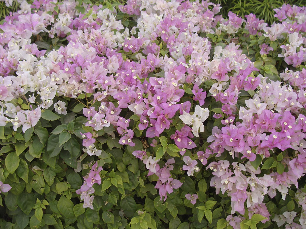 Bougainvillea Mary Palmer (Bougainvillea glabra)