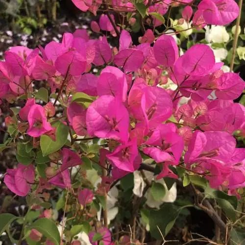 Bougainvillea Texas Dawn (Bougainvillea glabra) - Ladybird Nursery