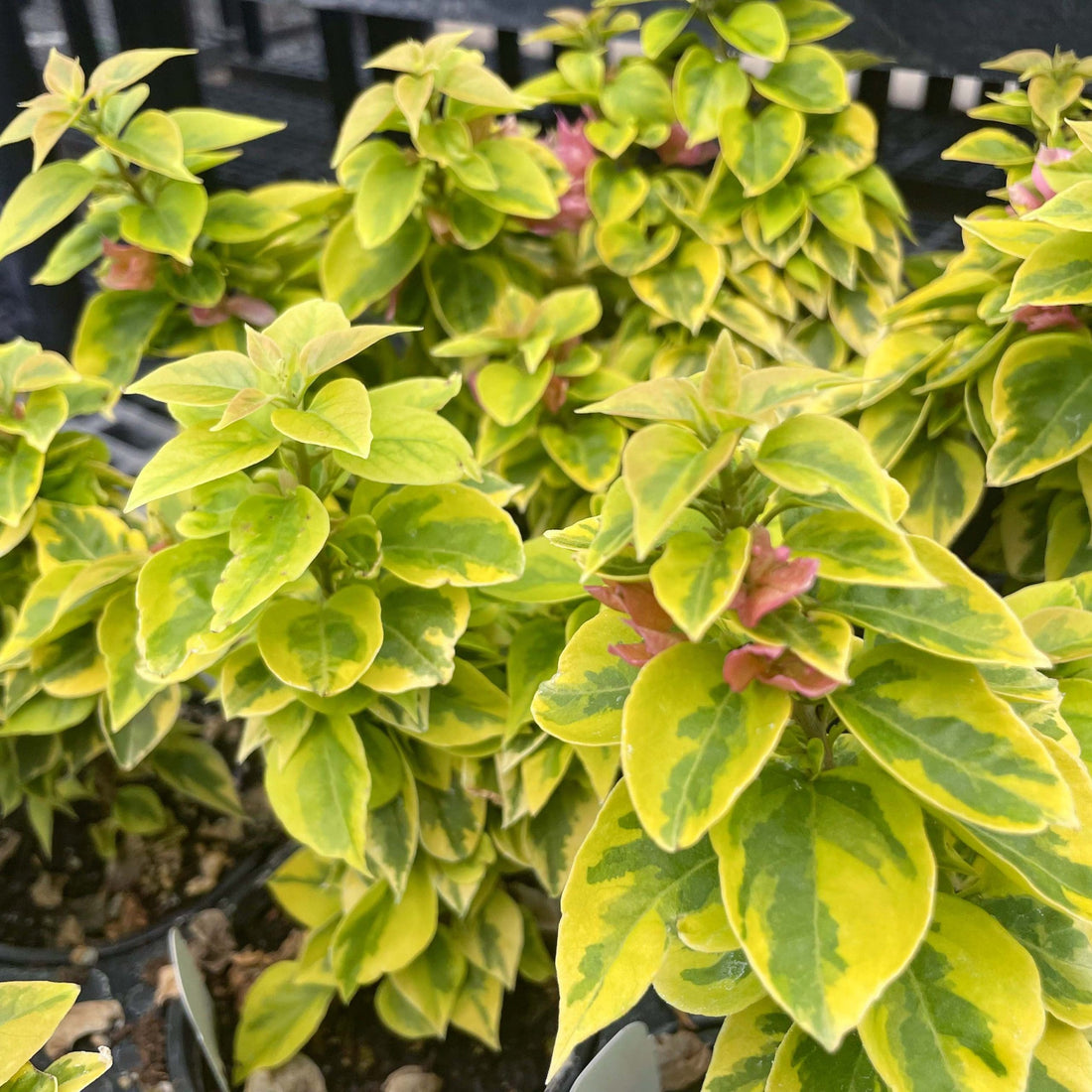 Bougainvillea Pixie Queen (Bougainvillea glabra) - Ladybird Nursery