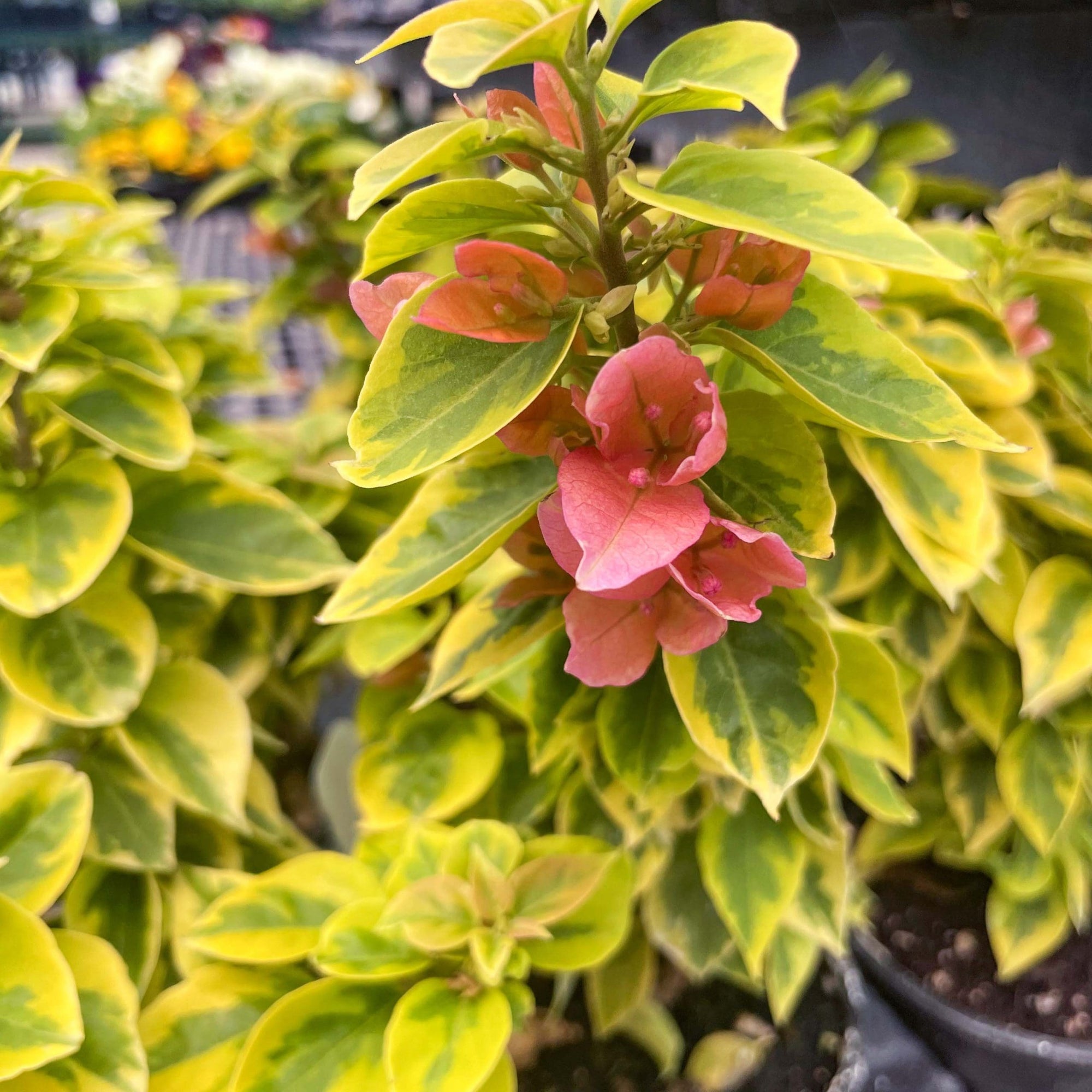 Bougainvillea Pixie Queen (Bougainvillea glabra) - Ladybird Nursery