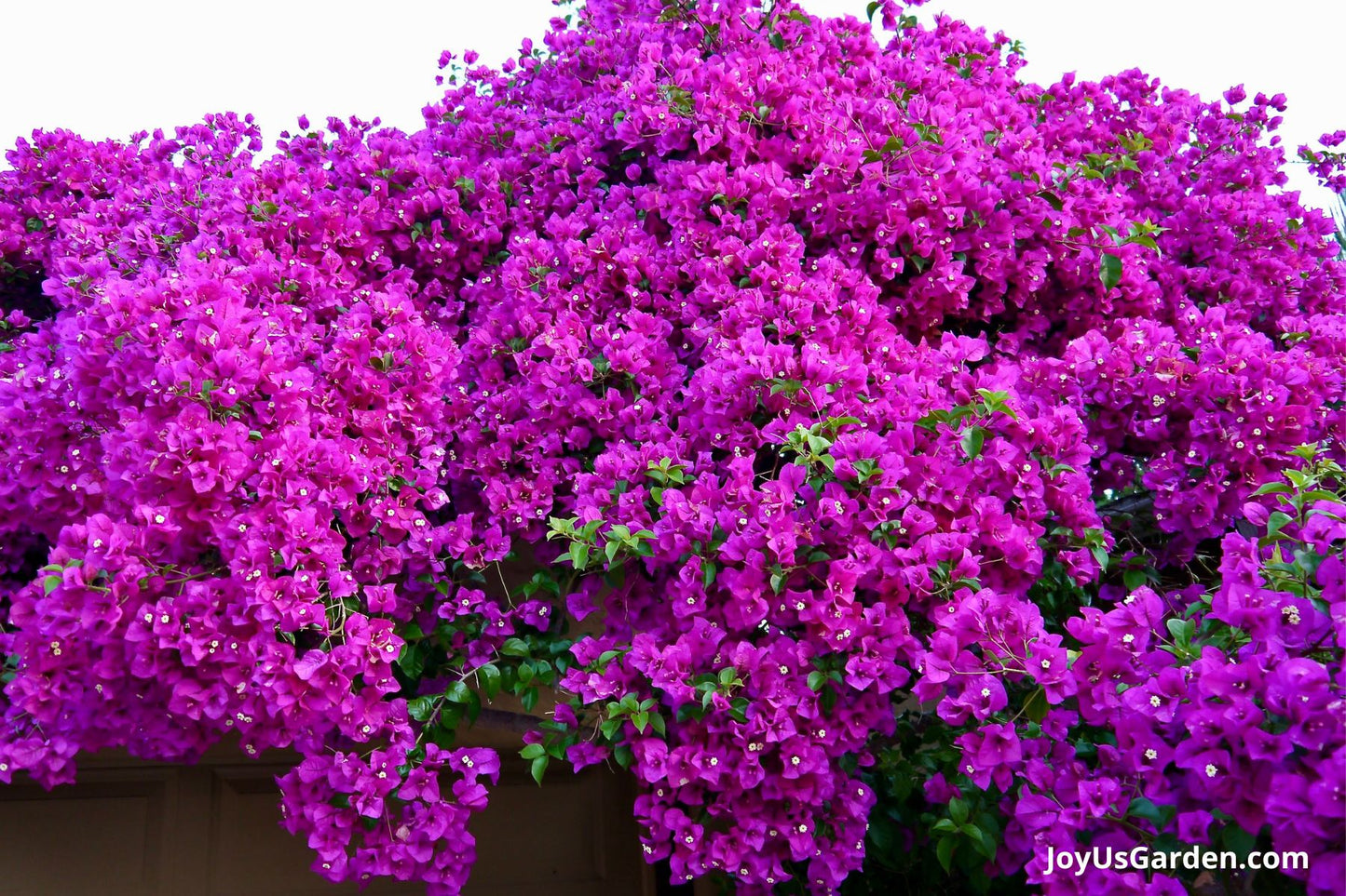 Bougainvillea Vera Deep Purple (Bougainvillea glabra)