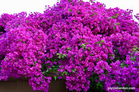 Bougainvillea Vera Deep Purple (Bougainvillea glabra)