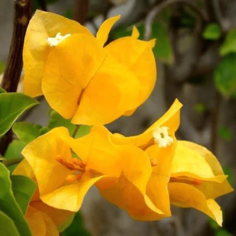 Bougainvillea Golden Dragon (Bougainvillea glabra) - Ladybird Nursery