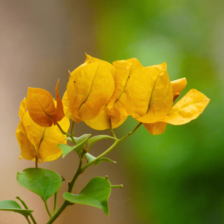 Bougainvillea Pixie Gold (Bougainvillea glabra)