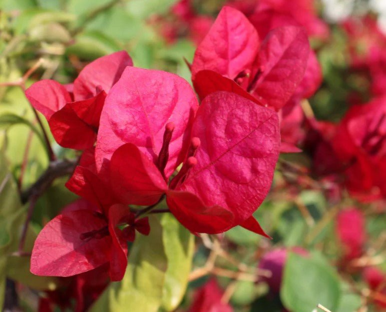 Bougainvillea Scarlet Glory (Bougainvillea glabra) - Ladybird Nursery