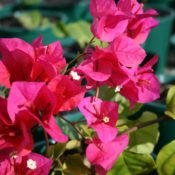 Bougainvillea Mahatma Ghandi (Bougainvillea glabra) - Ladybird Nursery