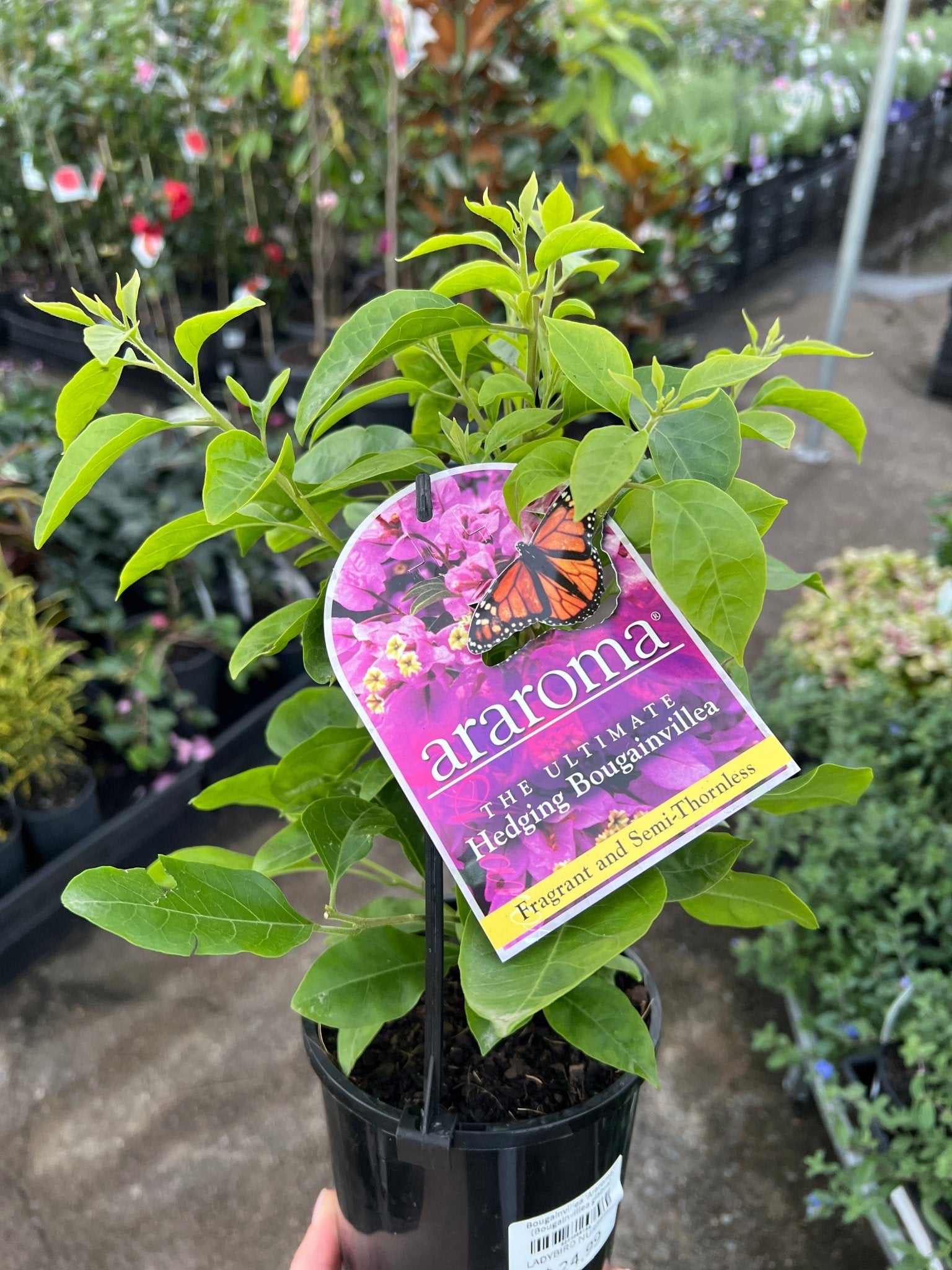 Bougainvillea 'Araroma' (Bougainvillea glabra) - Ladybird Nursery