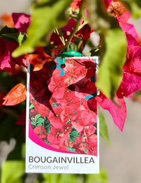Bougainvillea 'Crimson Jewel' (Bougainvillea glabra) - Medium