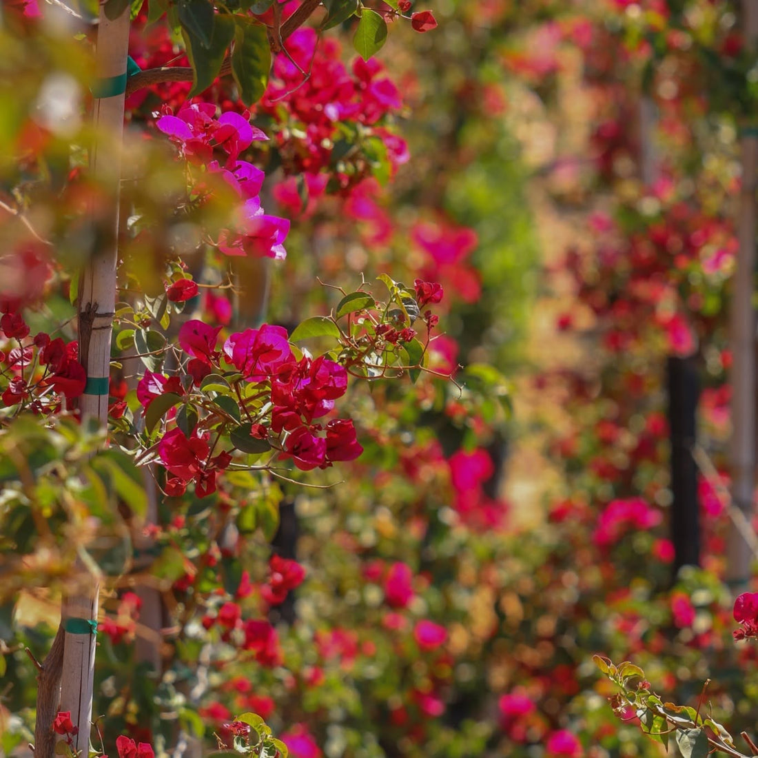 Bougainvillea 'Crimson Jewel' (Bougainvillea glabra) - Medium