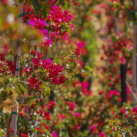 Bougainvillea 'Crimson Jewel' (Bougainvillea glabra) - Medium
