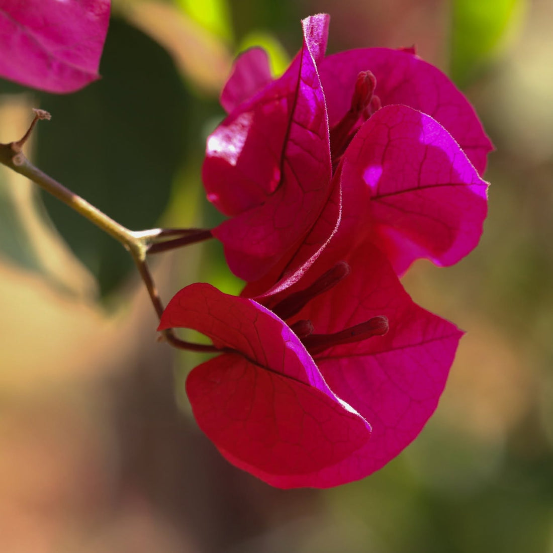 Bougainvillea 'Crimson Jewel' (Bougainvillea glabra) - Medium