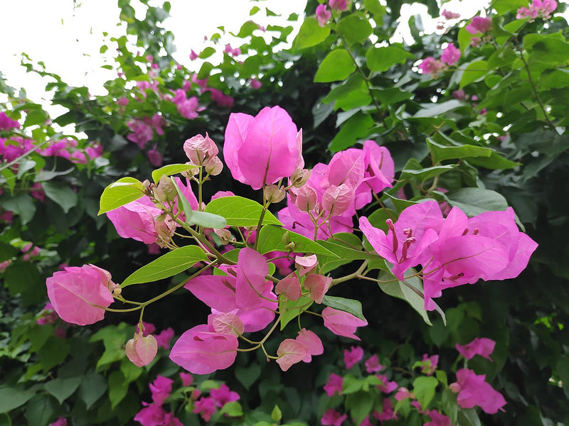 Bougainvillea Lolita (Bougainvillea glabra)
